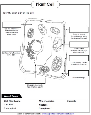Cell Parts (Label) Worksheet