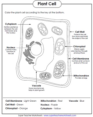 Cell Parts Coloring