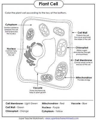 Plant Cell Coloring Answers 2025 