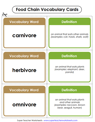 Food Chain Worksheets - Vocabulary Cards