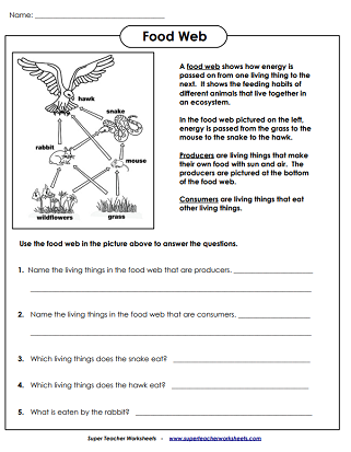 Food Chain Worksheets - Food Web