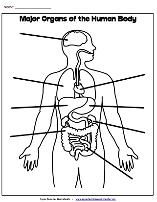Human Body Worksheets - Label Organs Activity