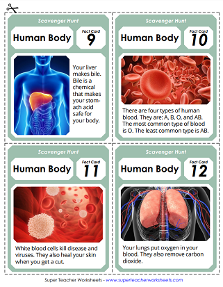 Human Body Worksheets and Activities - Scavenger Hunt