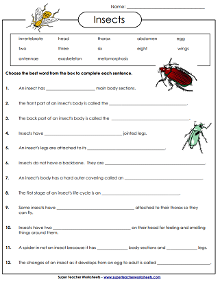 Insect Printable Worksheets
