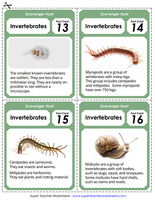 Invertebrates Puzzles and Activities - Scavenger Hunt