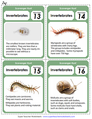 Invertebrates Puzzles and Activities - Scavenger Hunt Invertebrates Puzzles and Activities - Scavenger Hunt