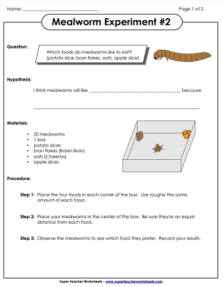 Mealworm Worksheets - Experiments