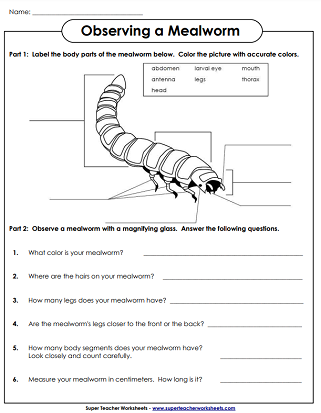 Mealworm Worksheets and Activities