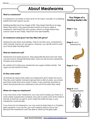 Mealworm Life Cycle Worksheets