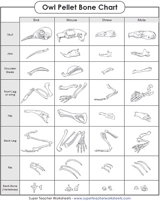 How are owl pellets formed?