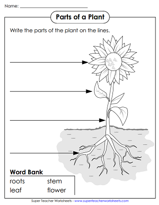 Label Parts of a Plant Worksheet
