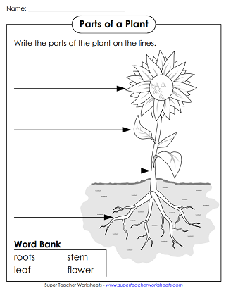 Plant Worksheets