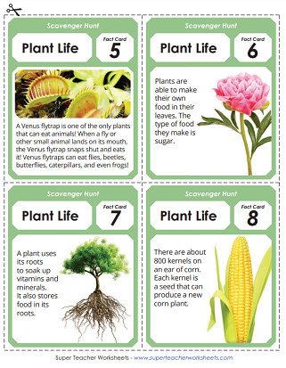 Plant Worksheets and Activities - Scavenger Hunt