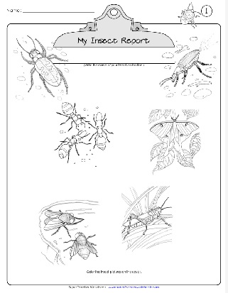 Research Project Insect Report Template Worksheet